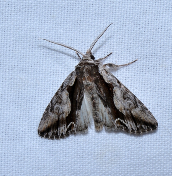 Noctuidae: Calliergis ramosa